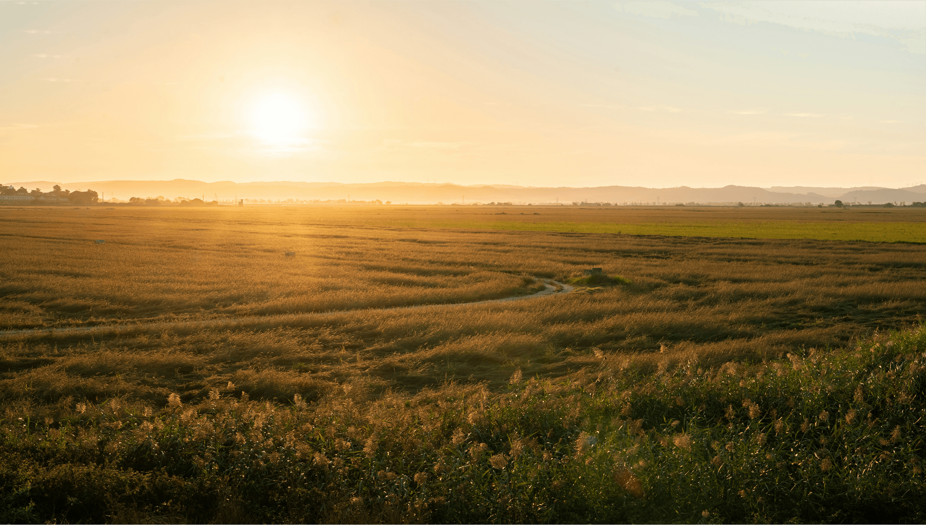 Green meadow with sun setting full of flowers and plants