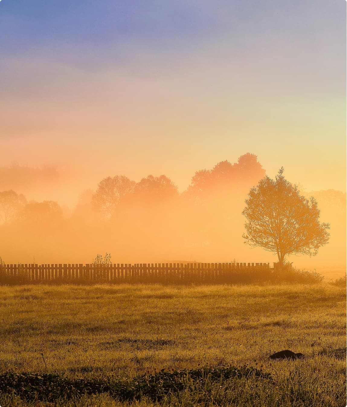 A tree in a meadow next to a small fence against the backdrop of the sunset